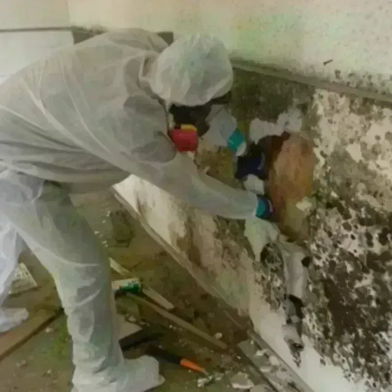 Mold Remediation and Removal in Gallatin County, KY